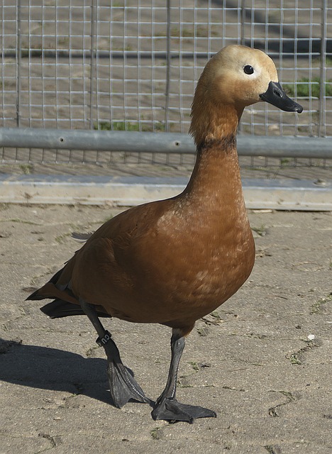 失策